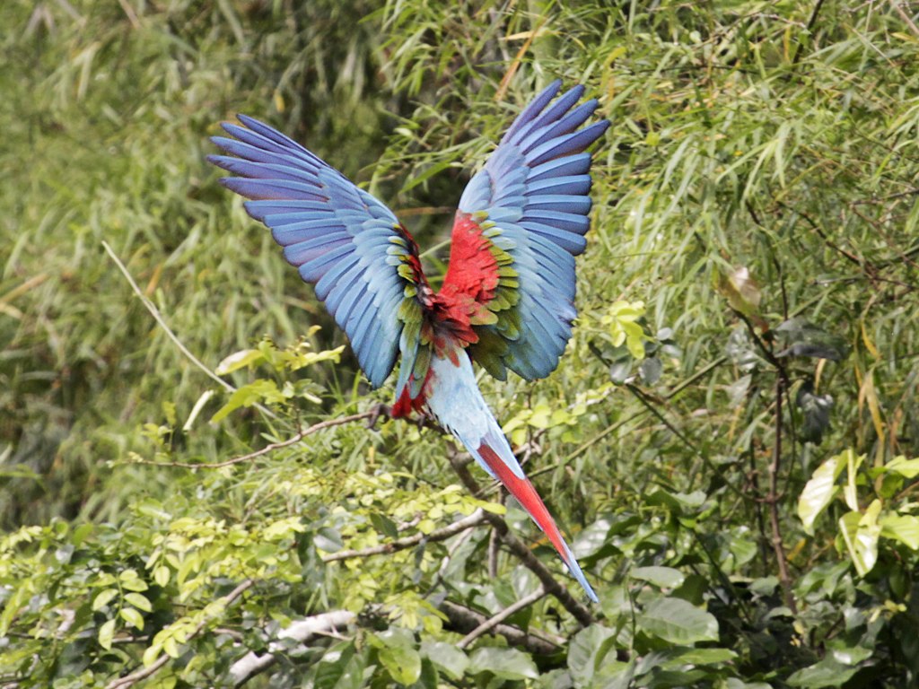 A large parrot shows its multi-colored wings